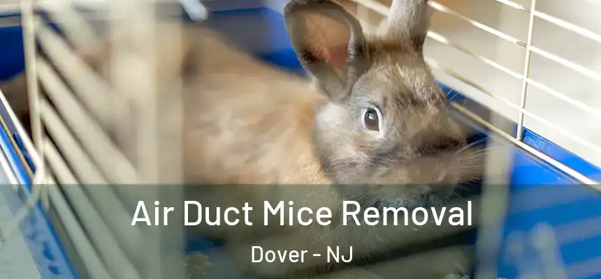 Air Duct Mice Removal Dover - NJ